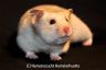 Hamsterhuette´s Xalvadora